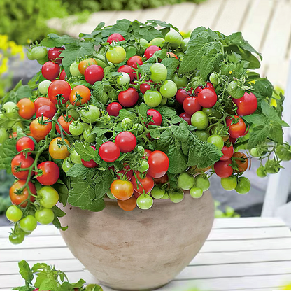 Dwarf Tomatoes Seeds | 🍅 Flat 50% Saving🍅